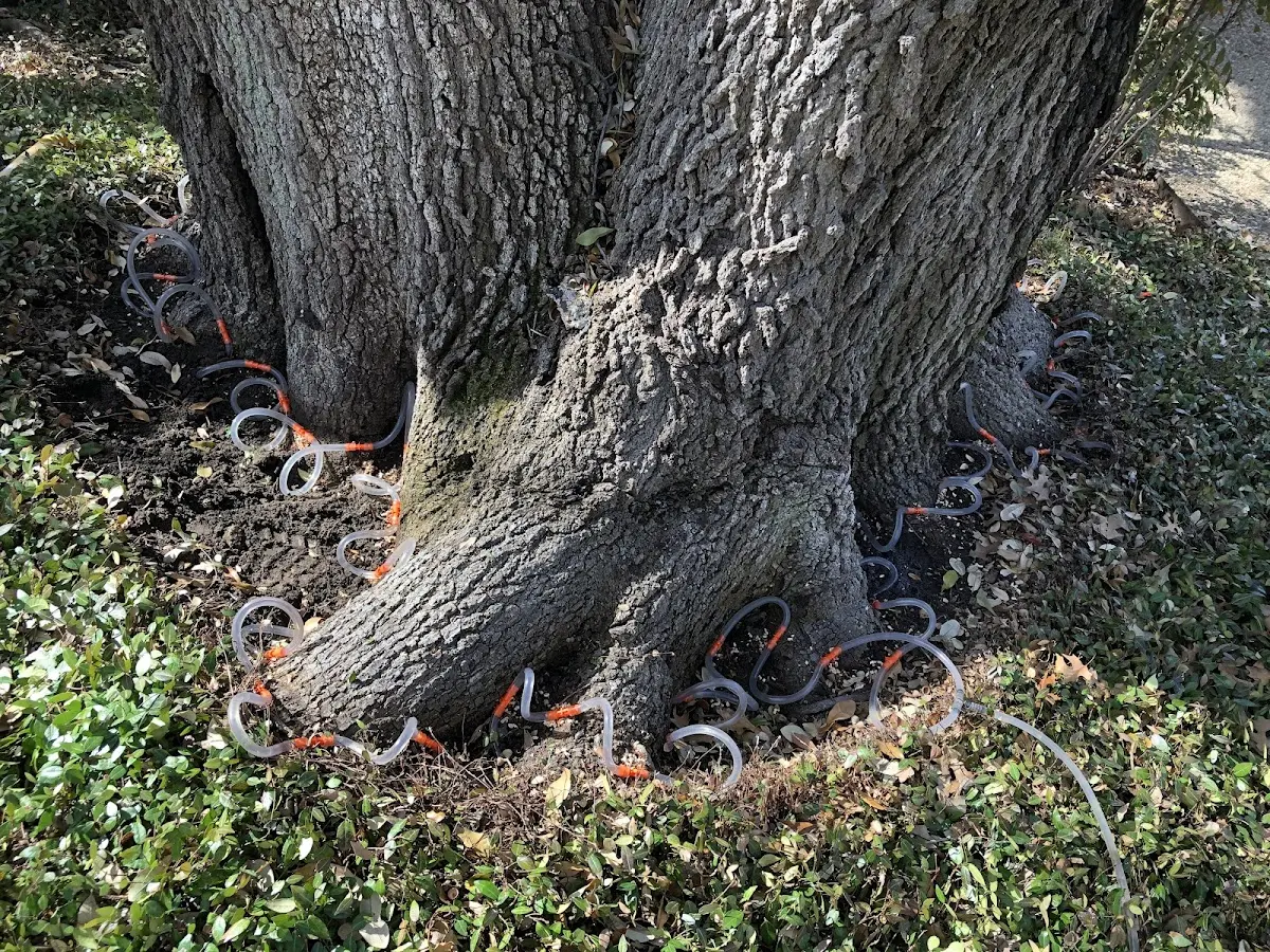 Detailed Shrub and Hedge Trimming job site in Poplar Grove