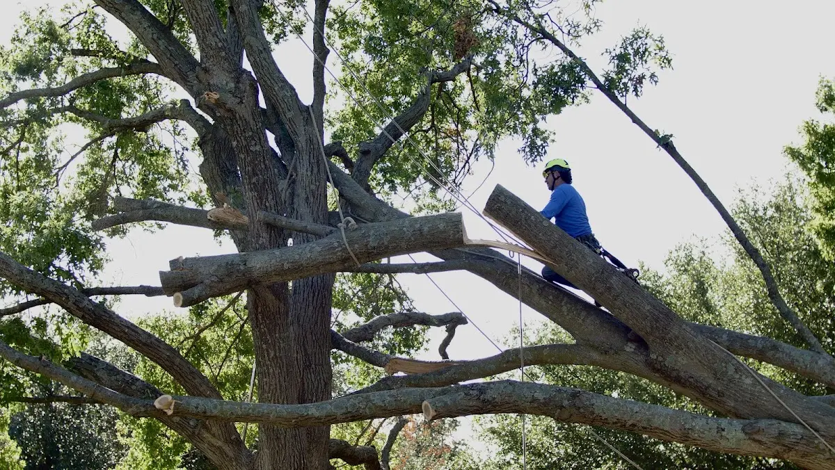 Professional Hazardous Tree Removal performed by certified arborists in Poplar Grove