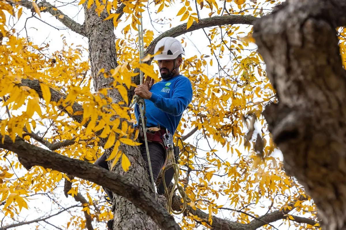 Skilled Tree Planing crew working in Poplar Grove